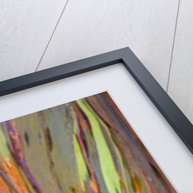 Rainbow Eucalyptus Trees (Eucalyptus deglupta) by Anonymous