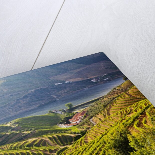 Terraced Vineyards lining the hills of the Duoro Valley by Anonymous