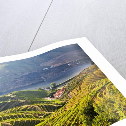 Terraced Vineyards lining the hills of the Duoro Valley by Anonymous