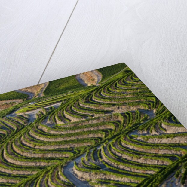 Terraced Vineyards lining the hills of the Duoro Valley by Anonymous
