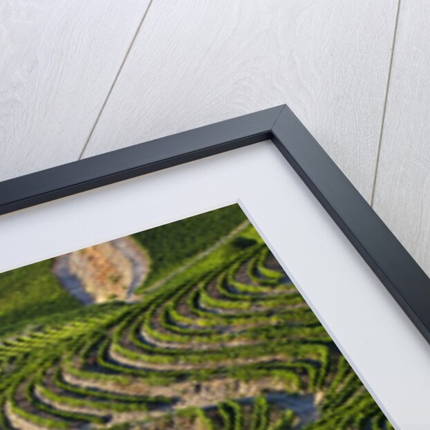Terraced Vineyards lining the hills of the Duoro Valley by Anonymous