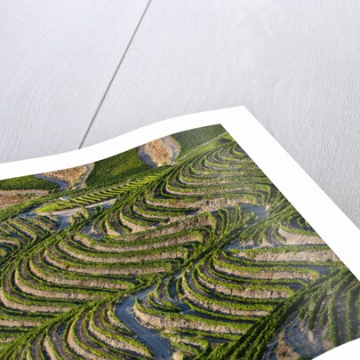 Terraced Vineyards lining the hills of the Duoro Valley by Anonymous