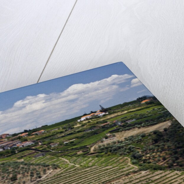 Terraced Vineyards lining the hills of the Duoro Valley by Anonymous