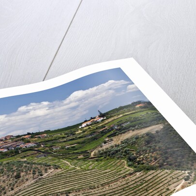 Terraced Vineyards lining the hills of the Duoro Valley by Anonymous