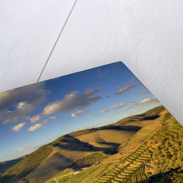 Terraced Vineyards lining the hills of the Duoro Valley by Anonymous