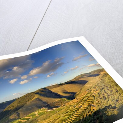 Terraced Vineyards lining the hills of the Duoro Valley by Anonymous