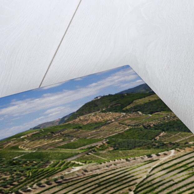 Terraced Vineyards lining the hills of the Duoro Valley by Anonymous