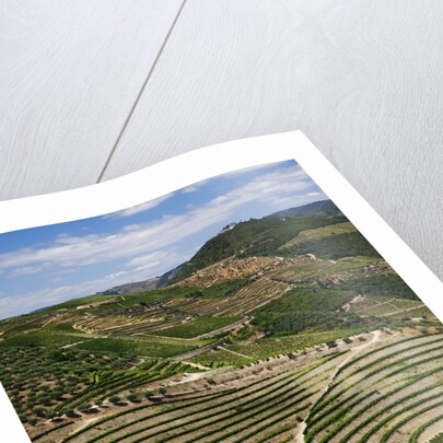 Terraced Vineyards lining the hills of the Duoro Valley by Anonymous