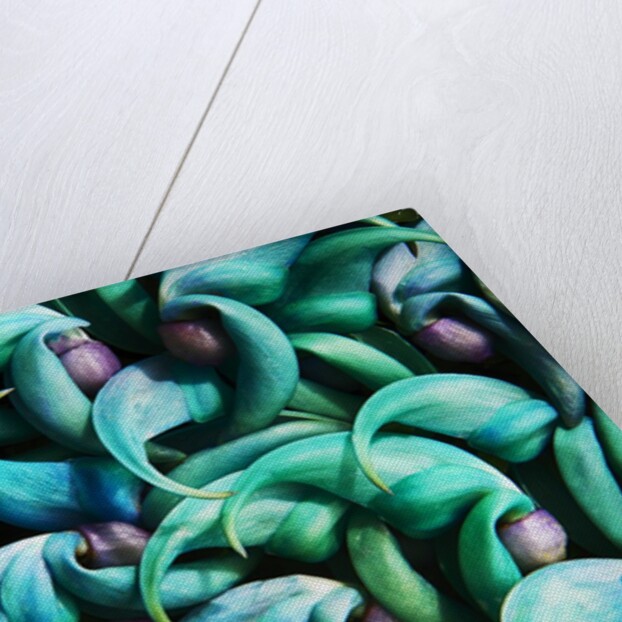 Tropical Gardens with Display of Blue Jade Seeds by Anonymous