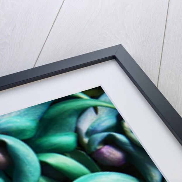 Tropical Gardens with Display of Blue Jade Seeds by Anonymous