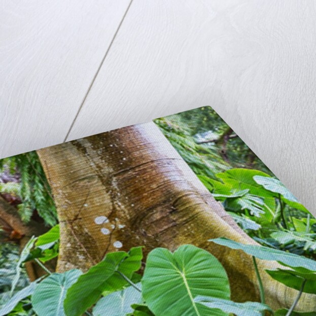 Philodendrons Growing in Forest by Anonymous