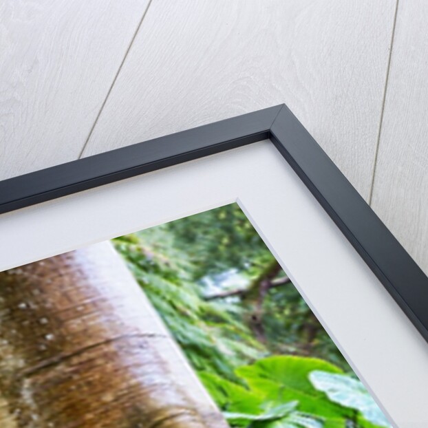 Philodendrons Growing in Forest by Anonymous