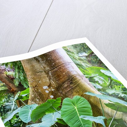Philodendrons Growing in Forest by Anonymous