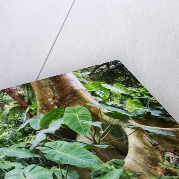 Philodendrons Growing in Forest by Anonymous