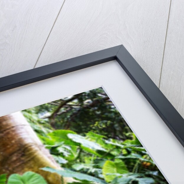 Philodendrons Growing in Forest by Anonymous