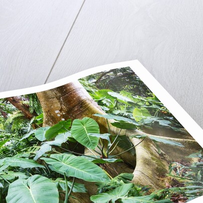 Philodendrons Growing in Forest by Anonymous