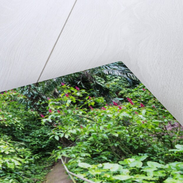 Tropical Gardens with Trail leading Through the Fresh Green Leaves by Anonymous
