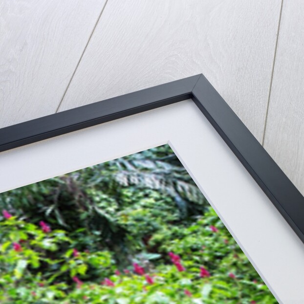 Tropical Gardens with Trail leading Through the Fresh Green Leaves by Anonymous
