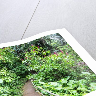 Tropical Gardens with Trail leading Through the Fresh Green Leaves by Anonymous