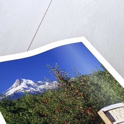 Red Bartlett pears by Anonymous