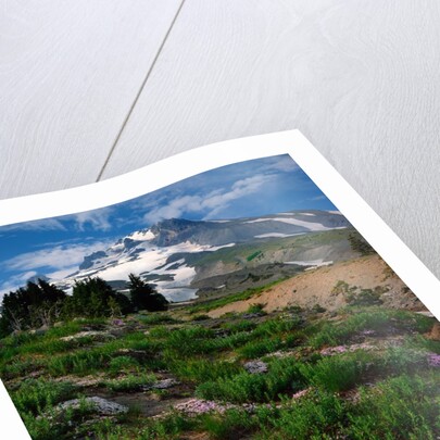 Phlox wildflowers & Mt. Hood by Anonymous