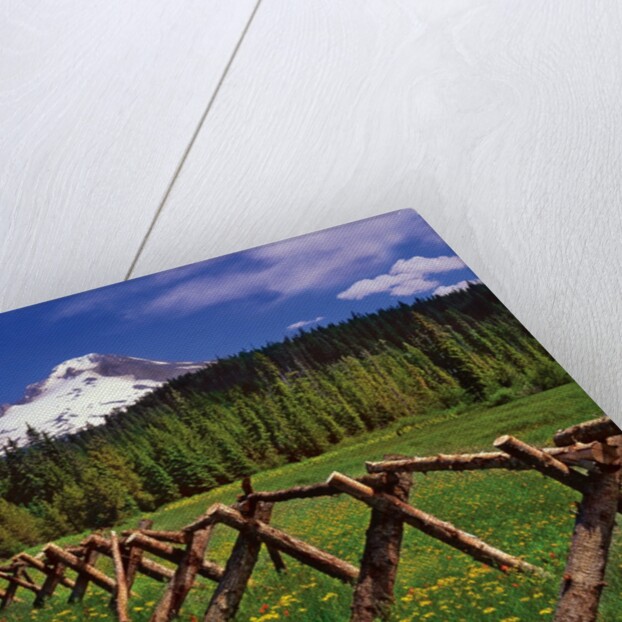 Mt. Hood viewed from Summit Meadows by Anonymous
