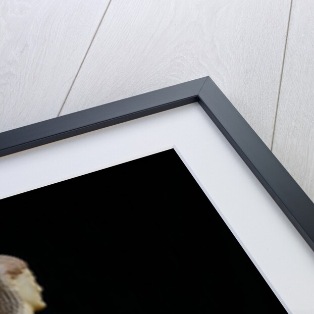 Archaic Greek kouros by Anonymous