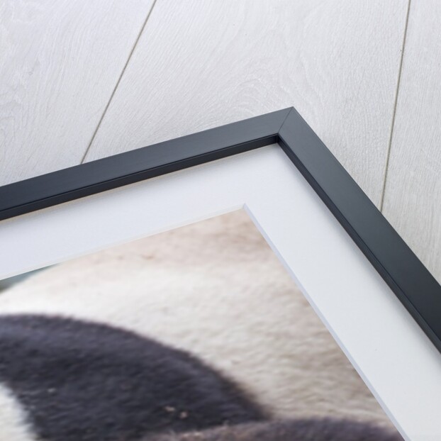 Giant Panda, Chengdu, China by Anonymous