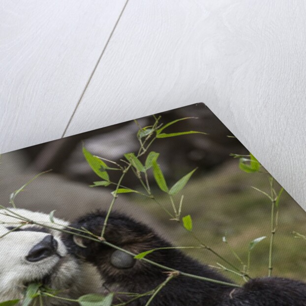 Giant Panda, Chengdu, China by Anonymous
