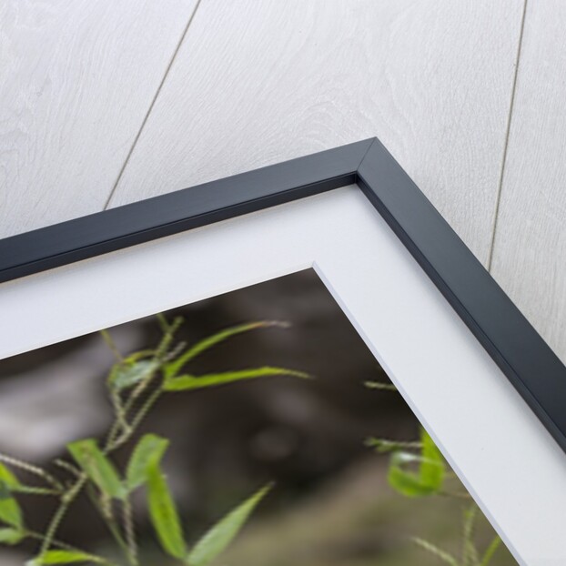 Giant Panda, Chengdu, China by Anonymous