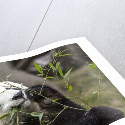 Giant Panda, Chengdu, China by Anonymous