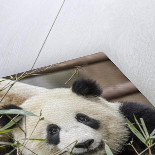 Giant Pandas, Chengdu, China by Anonymous
