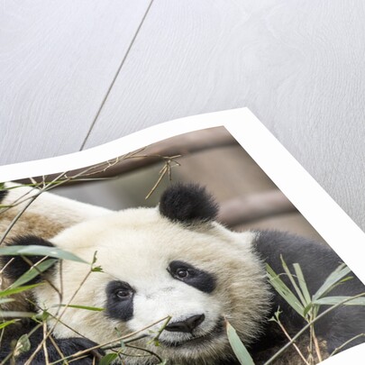 Giant Pandas, Chengdu, China by Anonymous