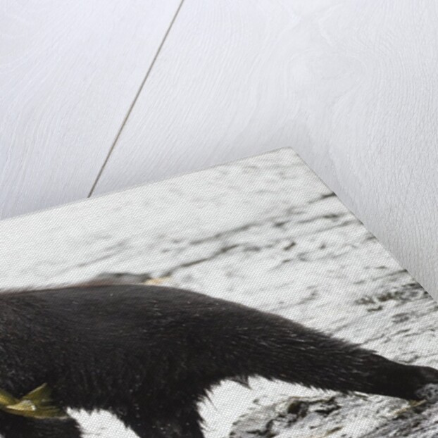 Black bear fishing by Anonymous