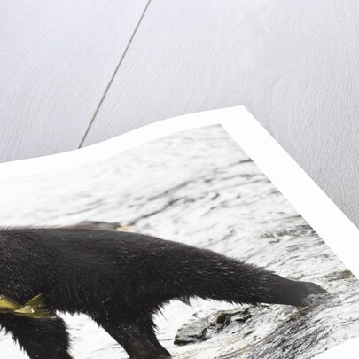 Black bear fishing by Anonymous