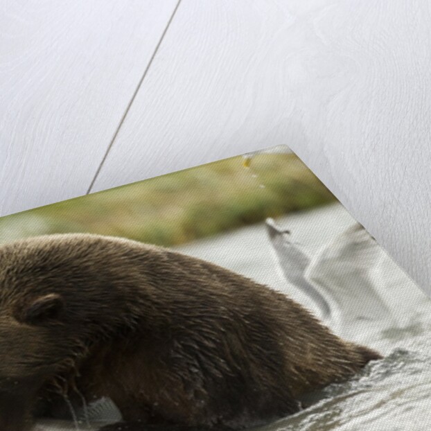brown bear eating fish by Anonymous