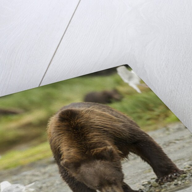 brown bear with sea gull by Anonymous