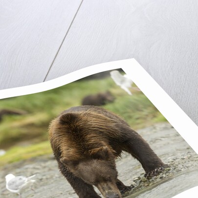 brown bear with sea gull by Anonymous