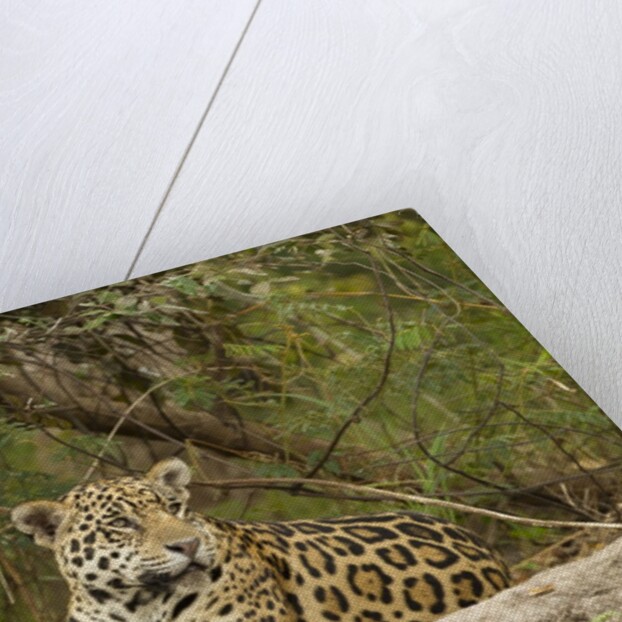 Jaguar resting by Anonymous