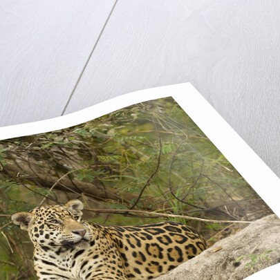 Jaguar resting by Anonymous
