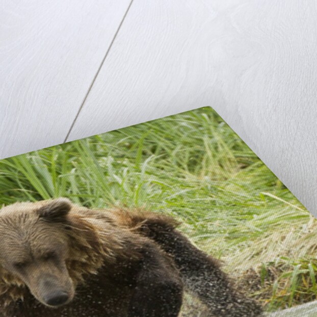 Brown bear jumping by Anonymous