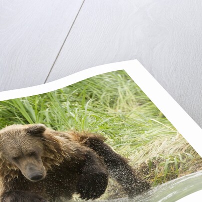 Brown bear jumping by Anonymous