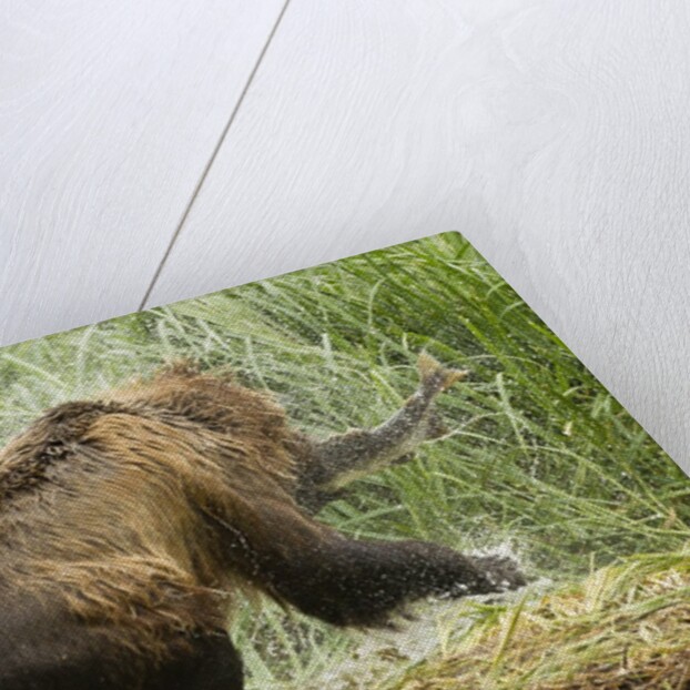 brown bear on river bank by Anonymous