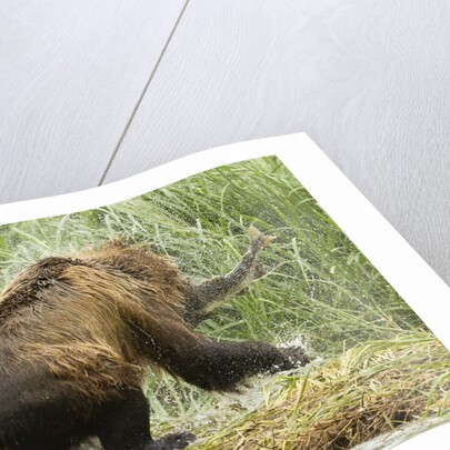 brown bear on river bank by Anonymous