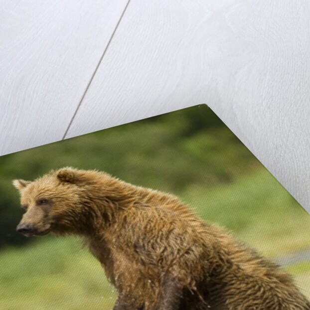 brown bear standing by Anonymous