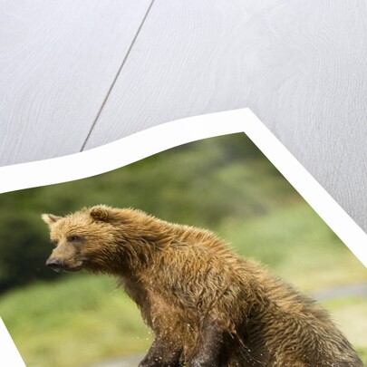 brown bear standing by Anonymous