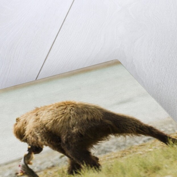 brown bears fighting over fish by Anonymous