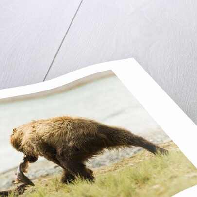 brown bears fighting over fish by Anonymous