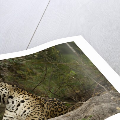 jaguar yawning by Anonymous