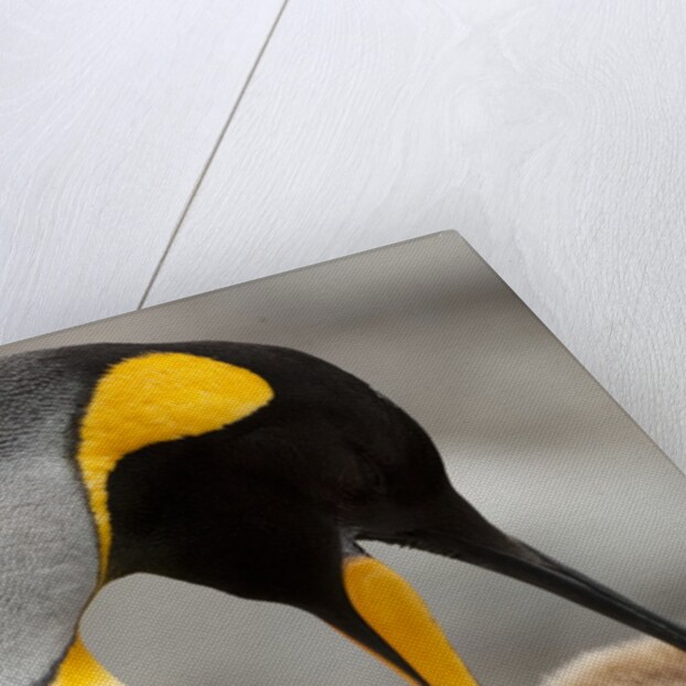 king penguin with baby by Anonymous